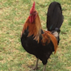 Meet your Posher, Carol